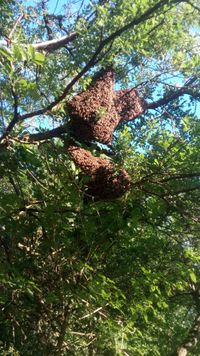 Bienenschwarm mit mehreren K&ouml;niginnen